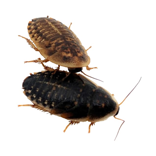Dubia Roaches (Blaptica dubia) - 100ct - Carousel image #1