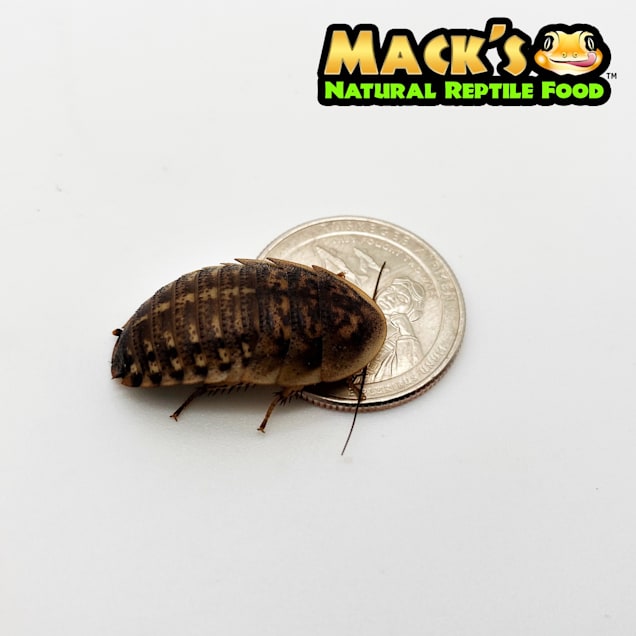 Dubia Roaches to Feed Your Reptile 50 Small about 1/2" 