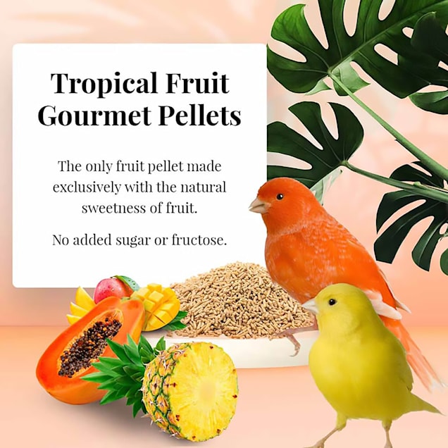 Petco canaries top