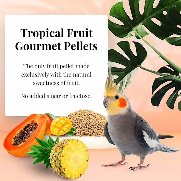 Petco cockatiel sales