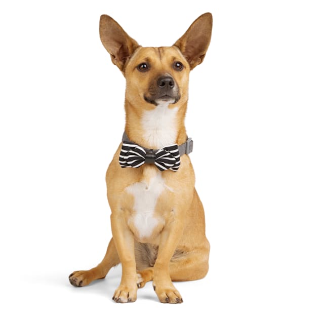 YOULY Bowtie 2 pack for Dogs Petco