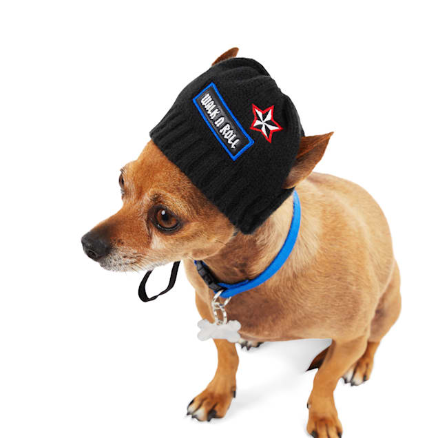 dog with yankee beanie