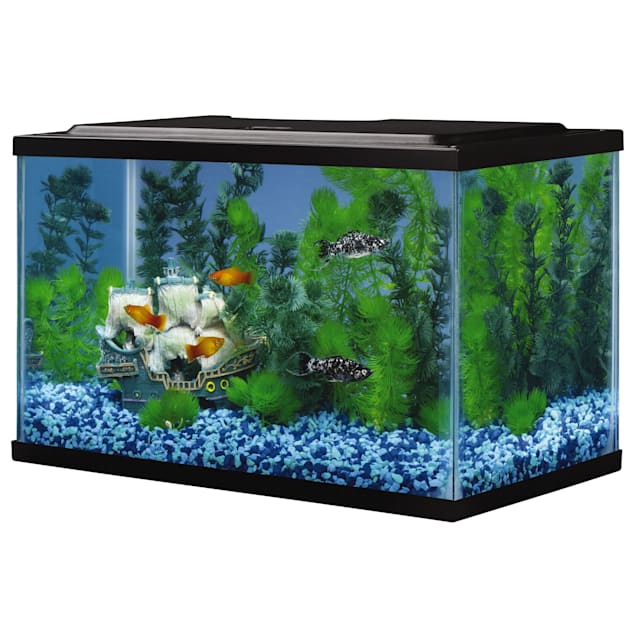 10 breeds of tropical fish that are perfect for a five litre tank