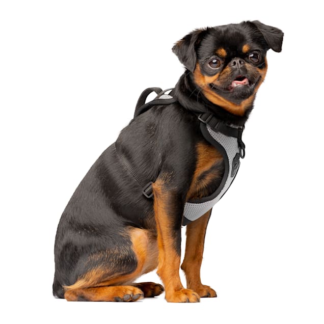 Comfort Soft Adjustable Dog Harness – Petland Canada