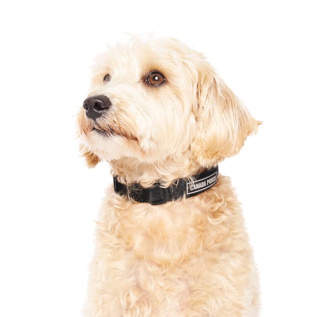 Canada Pooch Black Utility Dog Collar, Small - Carousel image #1