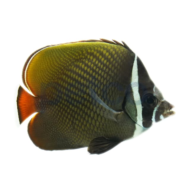 Redtail Butterflyfish For Sale Petco
