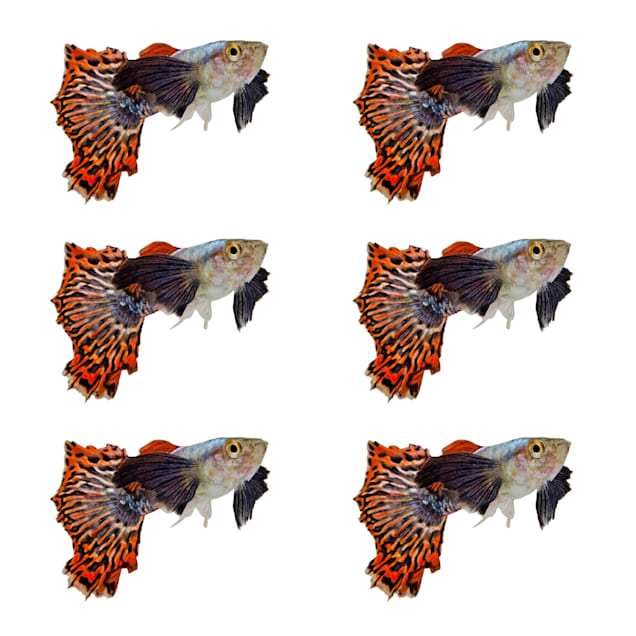 Types of guppies at 2024 petco