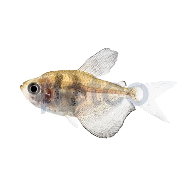 Black Skirt Tetra, Pack of 12 - Carousel image #1