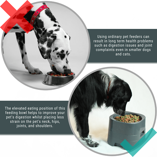 Huge dog water bowl deals