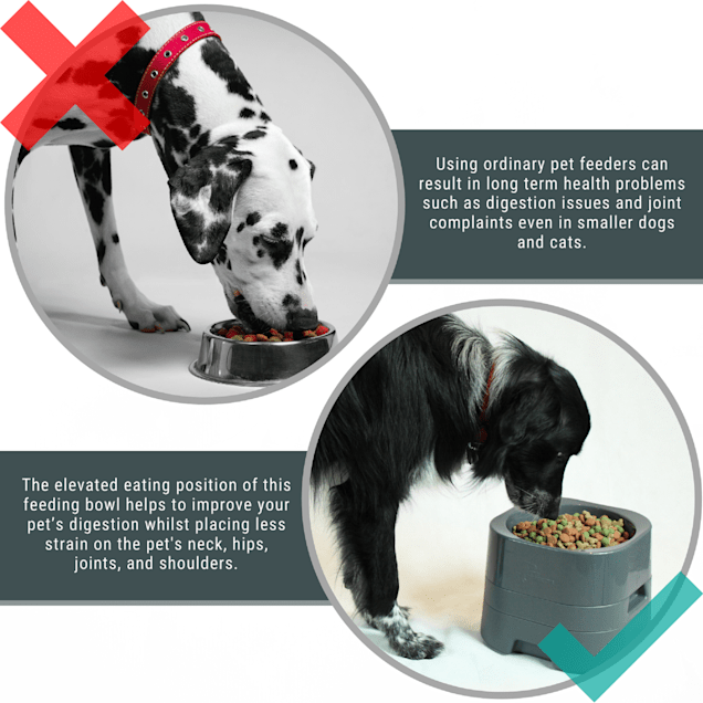 Should I Be Using An Elevated Bowl To Feed My Dog?