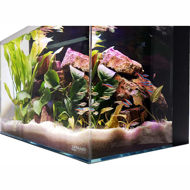 Lifegard Aquatics 4.14 Gallon Low Iron Ultra Clear Aquarium Tank with Built  in Back Filter, 12.2 L X 8.66 W X 9.06 H