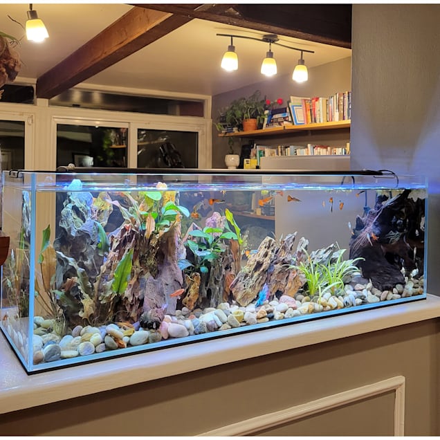 Petco bookshelf aquarium sale