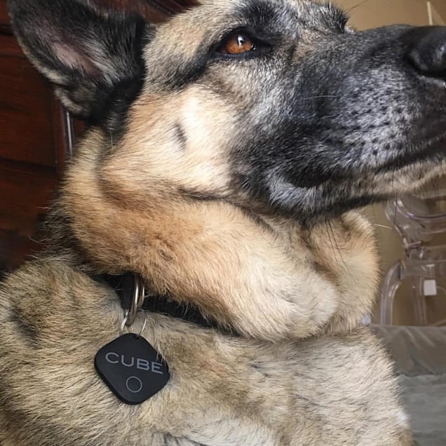 Cube Tracker Bluetooth Tracker Petco
