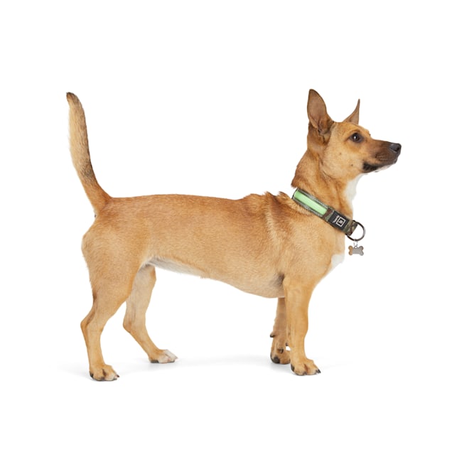 Petco led collar sales