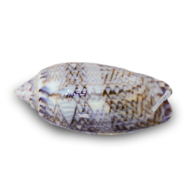 Olive Sandsifting Periscope Snail (Oliva sp.), 5 Pack - Carousel image #1