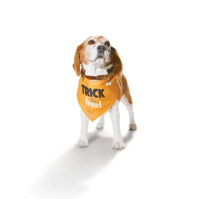 Thanks Giving Dog Bandana Petco