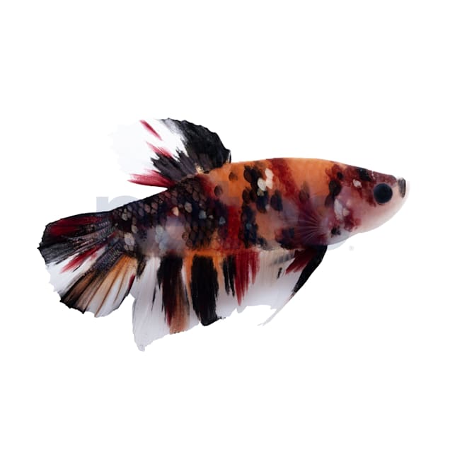 Tangerine Koi Betta For Sale Male Petco
