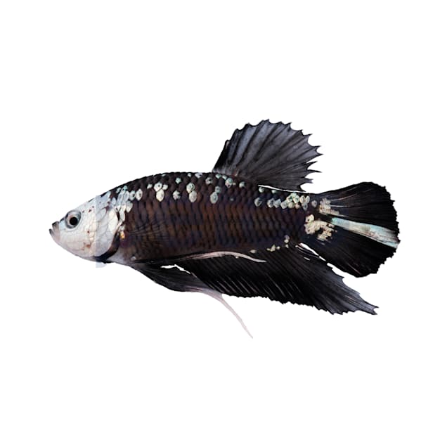 Black samurai sales betta for sale