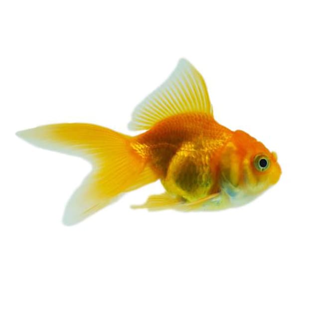 Red Oranda Goldfish (Carassius auratus) - Large - Carousel image #1