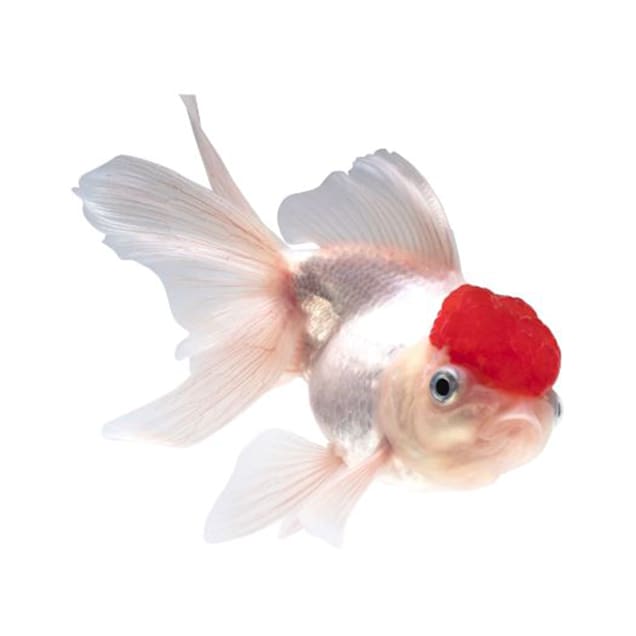Oranda top goldfish petco