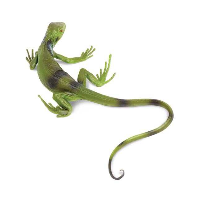 Green iguana petco sales