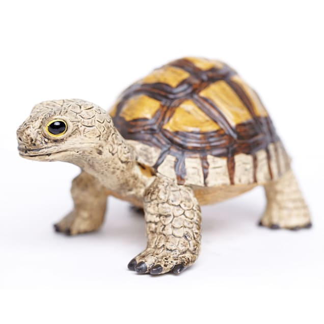 Baby 2025 turtles petco