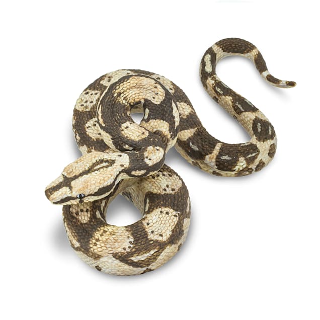 Boa constrictor toy best sale
