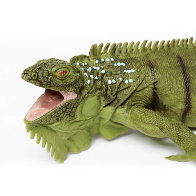 Blue iguana for sale petco outlet