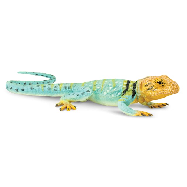 Pet store lizards near me online