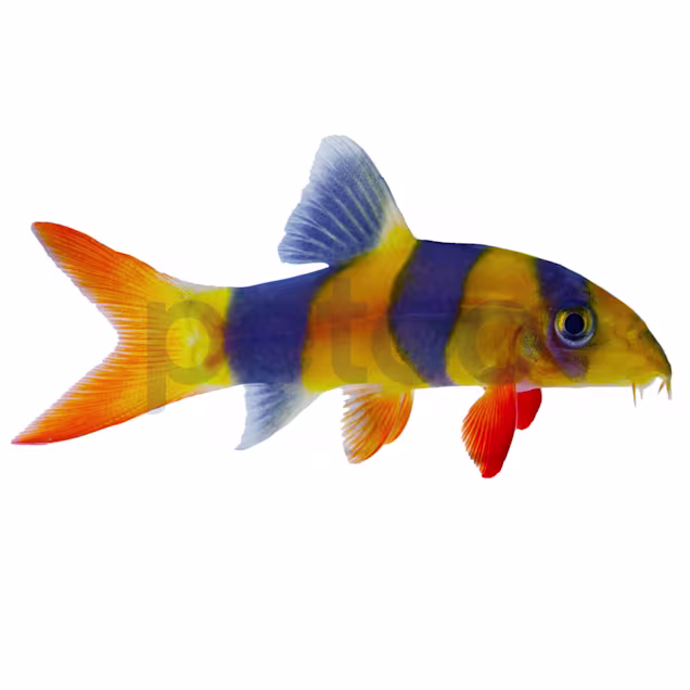 Clown Loach (Chromobotia macracantha), 1.5-2.5" - Carousel image #1