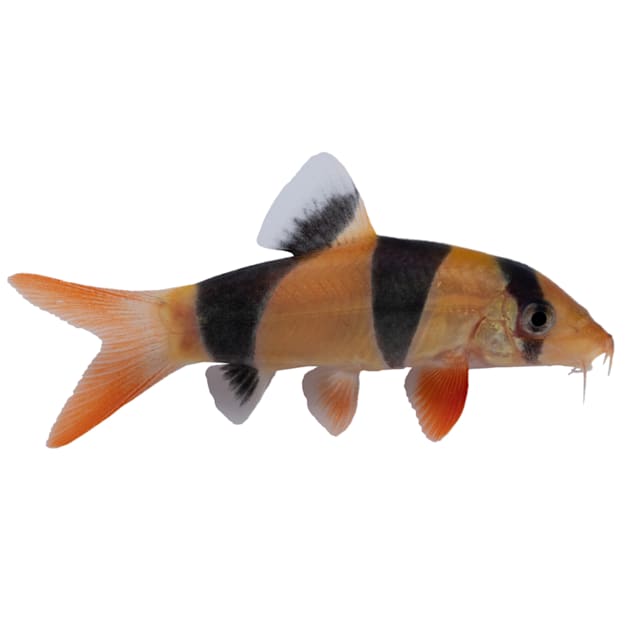 Clown Loach For Sale Petco