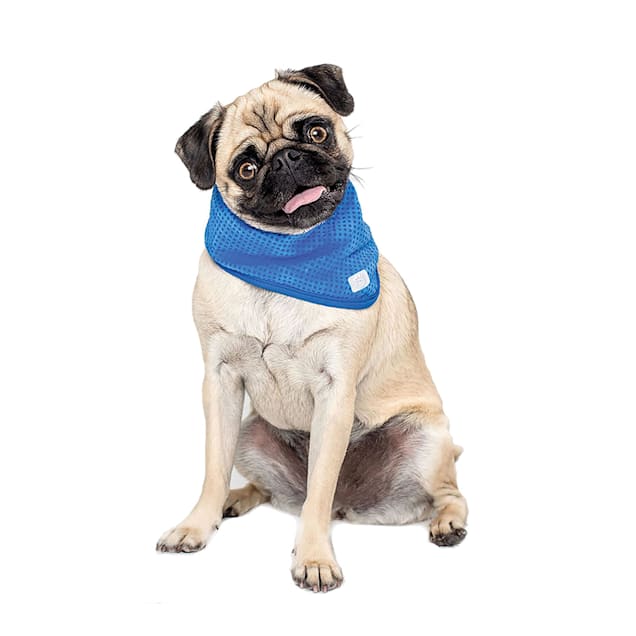 Ice bandana 2025 for dogs