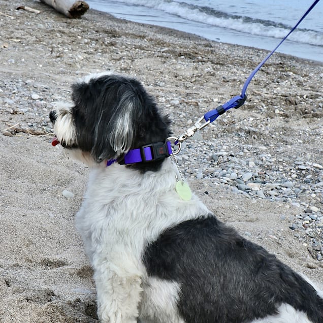 Slip new arrivals lead petco
