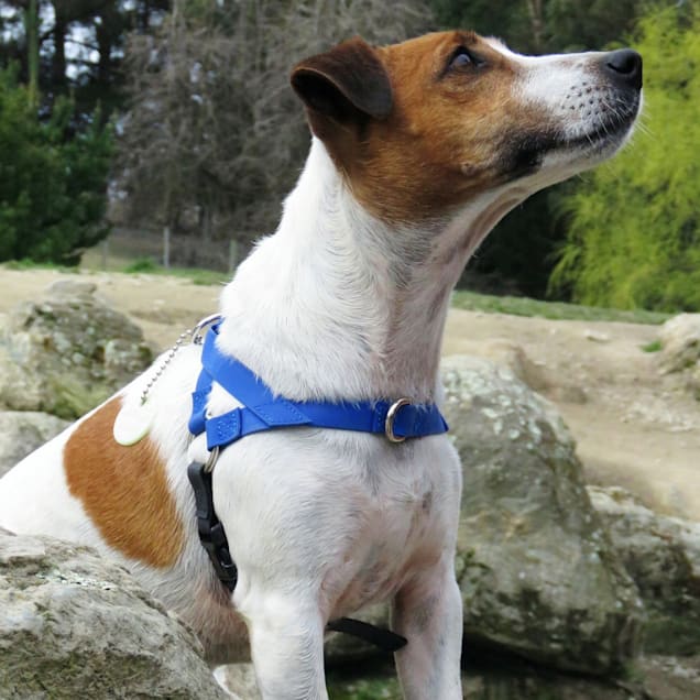 Freedom harness petco 2025