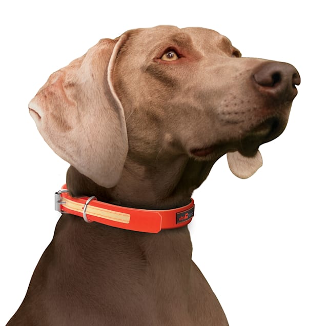Petco light cheap up collar