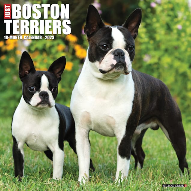 Willow Creek Press Just Boston Terriers 2023 Wall Calendar - Carousel image #1