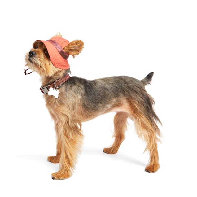 Dog store hats petco