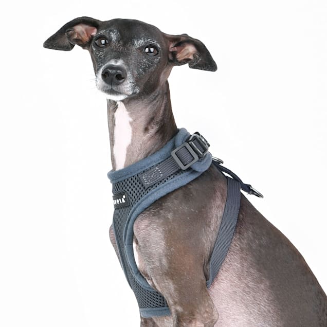 Puppia ritefit harness discount