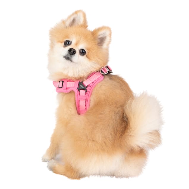 Weighted dog 2025 vest petco