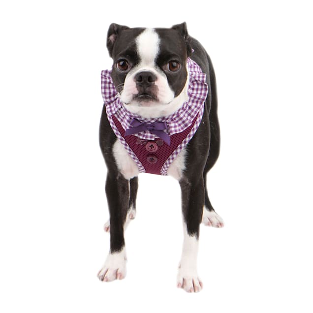 Petco step in harness discount