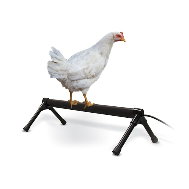 Petco rubber chicken discount