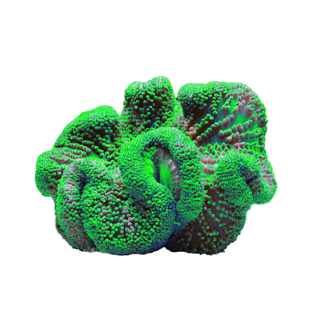 Metallic Green Carpet Anemone - Large - Carousel image #1