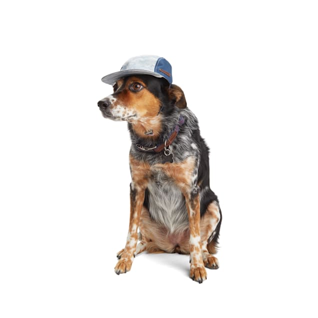 Dog hats petco discount