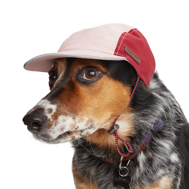 Dog with red hat discount