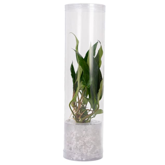 Petco live plants clearance