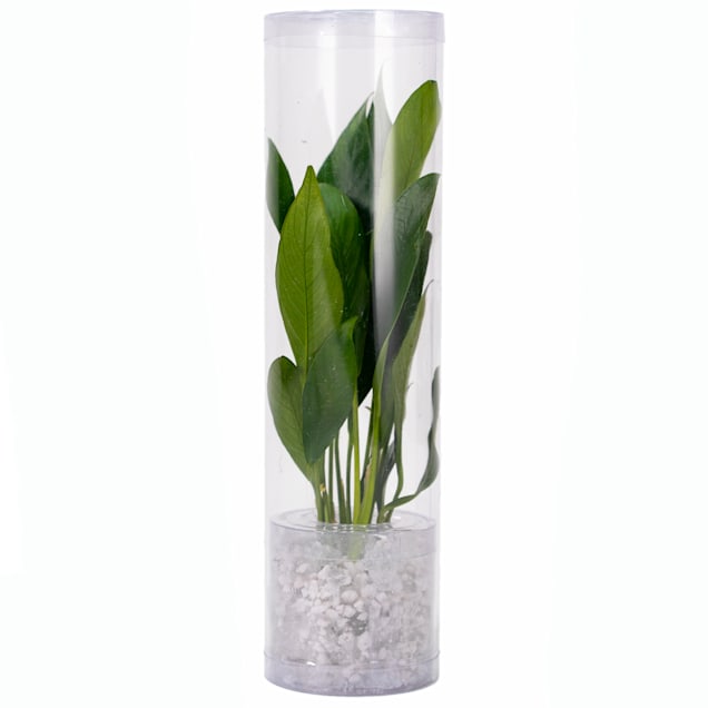 Petco live aquatic plants store