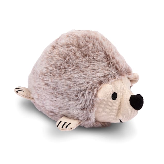 Hedgehog petco on sale