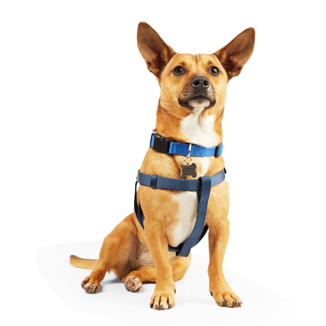 YOULY Blue Dog Harness, XSmall Petco