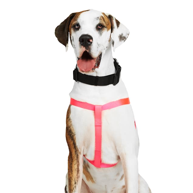 Bunny harness petco hot sale