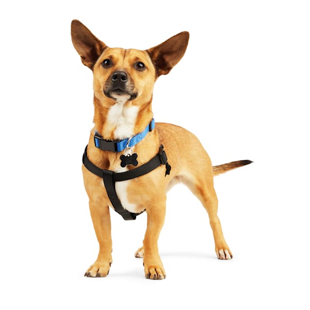 Bird shop harness petco